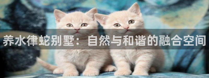 狗子28中国